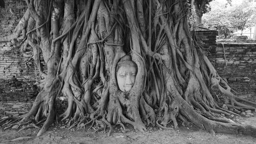 Full frame shot of tree roots