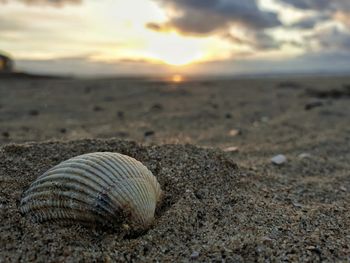 Close-up of seashell on beach