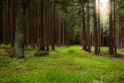 Pine trees in forest