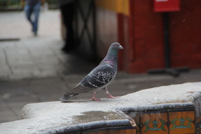 Close-up of pigeon perching on retaining wall