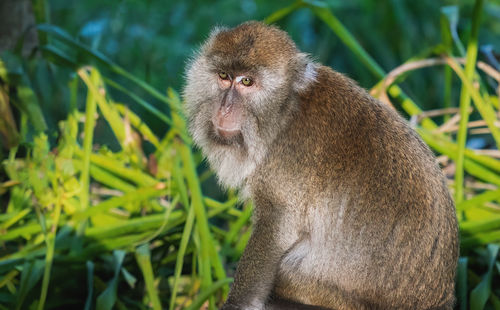 Close-up of monkey