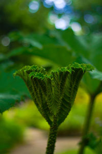 Close-up of fern leaves