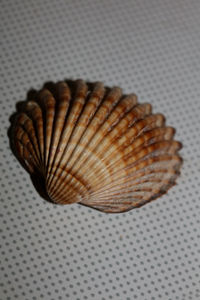 Close-up of seashell on table