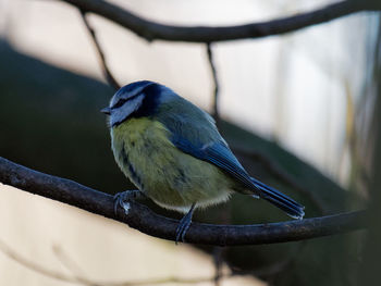 Close-up of bird perching on branch