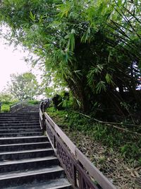 Low angle view of staircase in forest