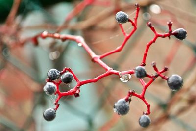 Close-up of cherries