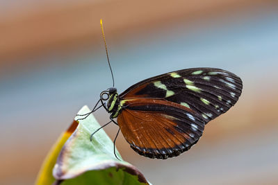 Close-up of butterfly on flower