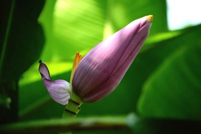 Close-up of lotus water lily