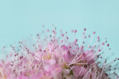 Close-up of pink flowering plants