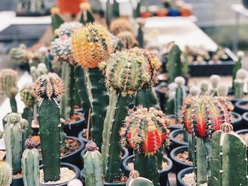 Close-up of succulent plant