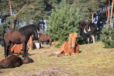 Horses in a farm