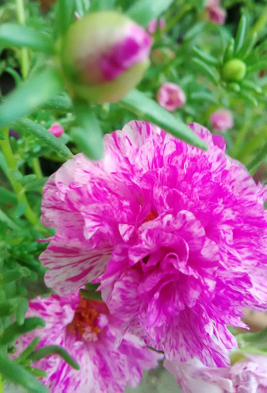 CLOSE-UP OF PINK FLOWER IN BLOOM