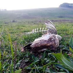 View of lizard on land