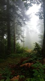 Trees in forest against sky