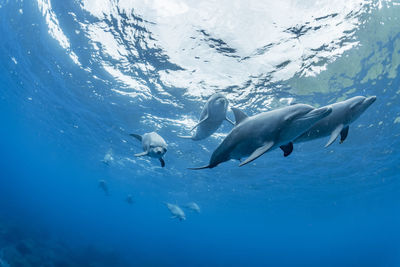 View of fishes swimming in sea