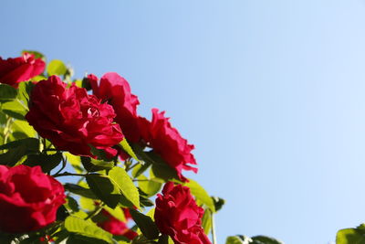 Close-up of red flowering plant against clear sky