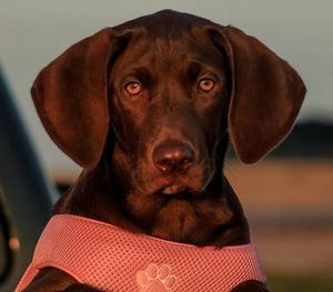 Close-up portrait of dog