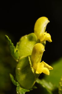 Close-up of yellow flower against black background