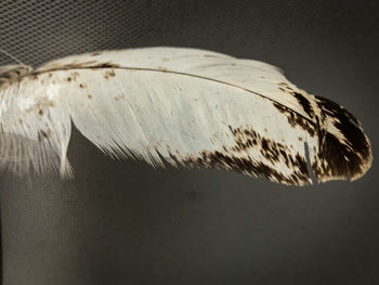 Close-up of feather on table