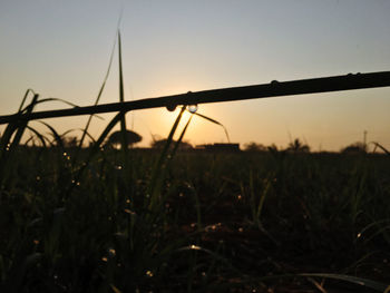 Silhouette plants growing on field against sky during sunset