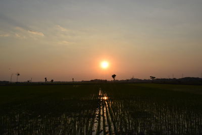 Scenic view of agricultural field against sky during sunset