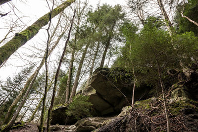 Low angle view of bamboo trees in forest