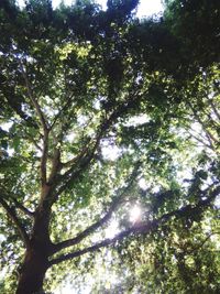 Low angle view of trees in forest