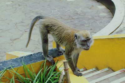 Monkey on stone wall