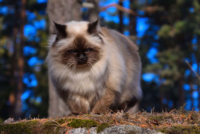 Portrait of a cat