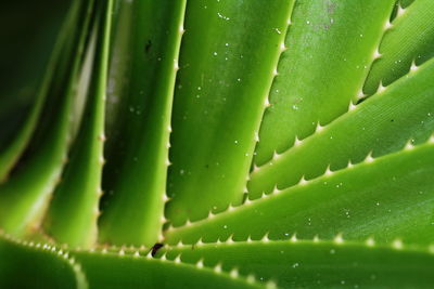 Full frame shot of succulent plant