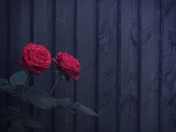 Close-up of red flower