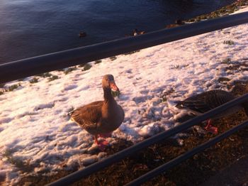 Bird in water