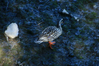 High angle view of duck swimming in lake