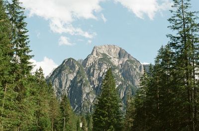 Low angle view of mountains and trees against sky