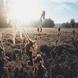 Scenic view of field against sky