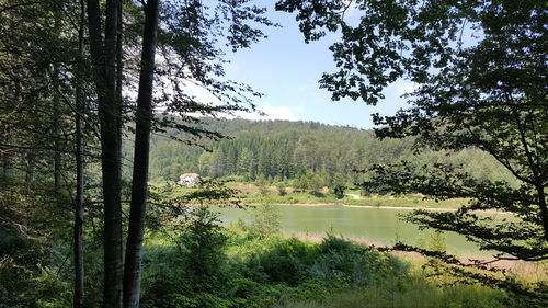 View of trees on landscape