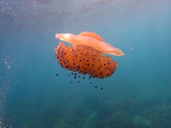 Close-up of jellyfish swimming in sea