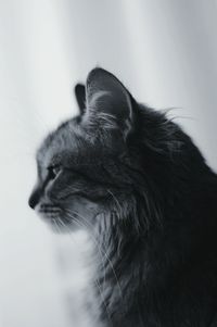 Close-up of cat