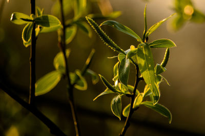 Close-up of plant. evening woodland colours, new willow leaves and catkins in the sunset light.