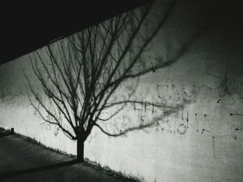 Close-up of bare tree against sky