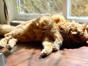 Cat sleeping on floor at home