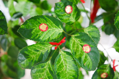 High angle view of berries on plant