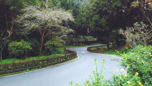 Road amidst trees at night
