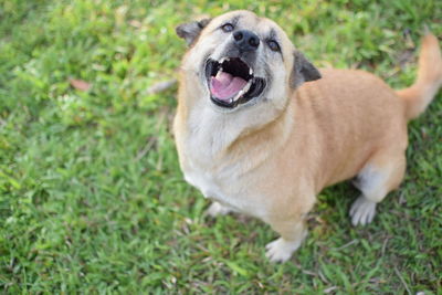 View of a dog on field