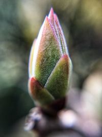 Close-up of flower against blurred background