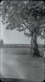Trees on field against sky