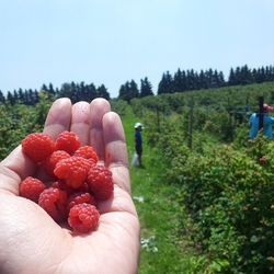 Cropped image of hand holding tree