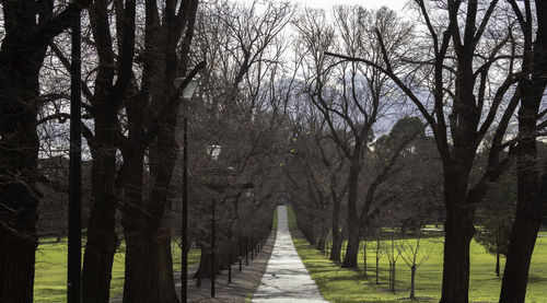 Footpath amidst trees in forest