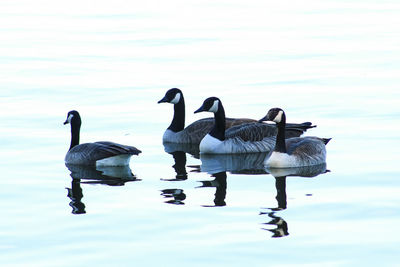 Swans swimming on lake