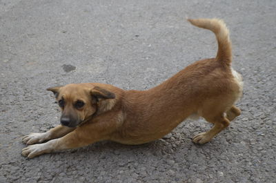 High angle view of a dog on footpath